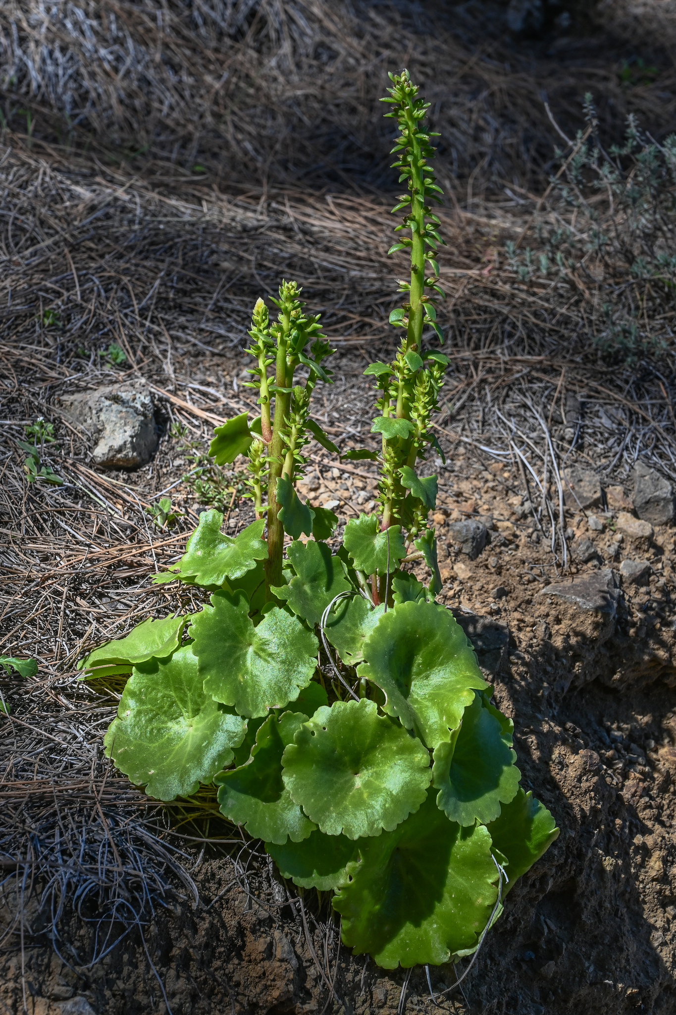 Umbilicus heylandianus