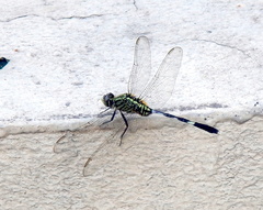 Orthetrum sabina