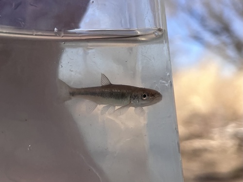 Southern Leatherside Chub