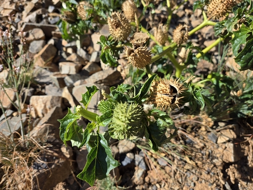 jimsonweed
