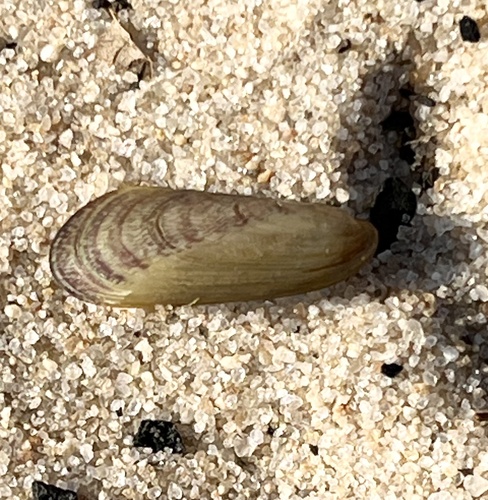 Arcuatula papyria observed 2025-03-01