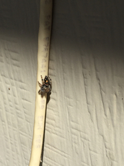Phidippus audax