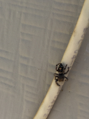 Phidippus audax