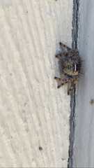 Phidippus audax
