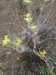 Senecio flaccidus douglasii
