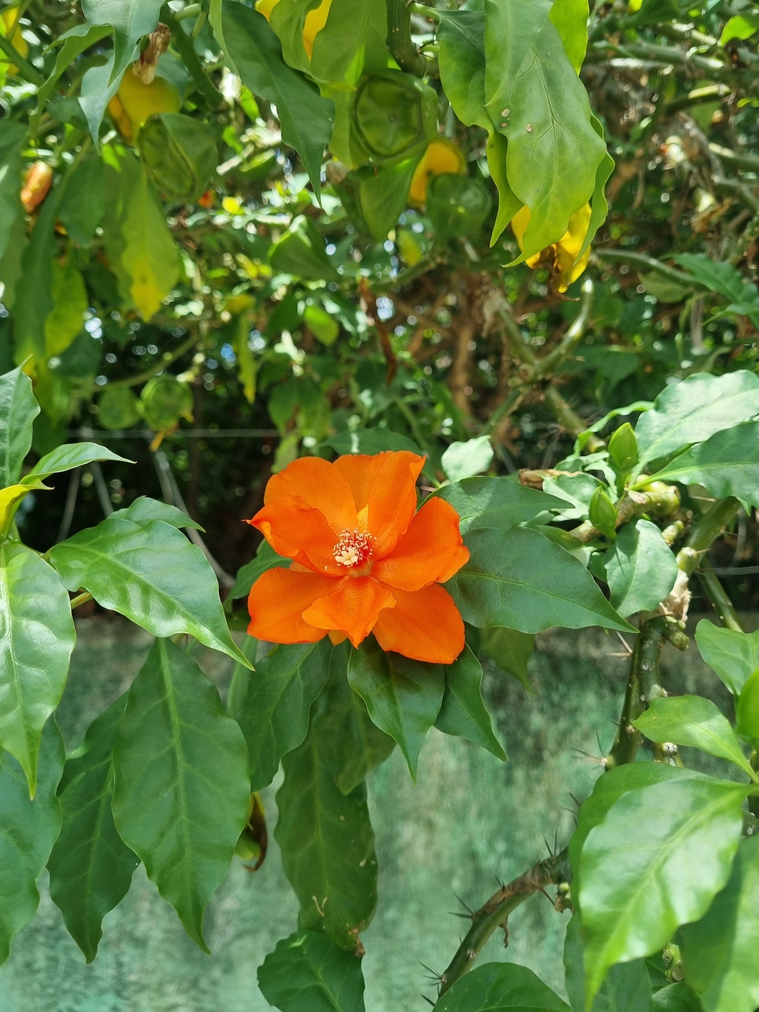 Imagem de Rosa-de-pedra