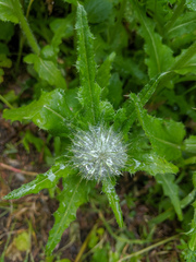 Cirsium brevistylum