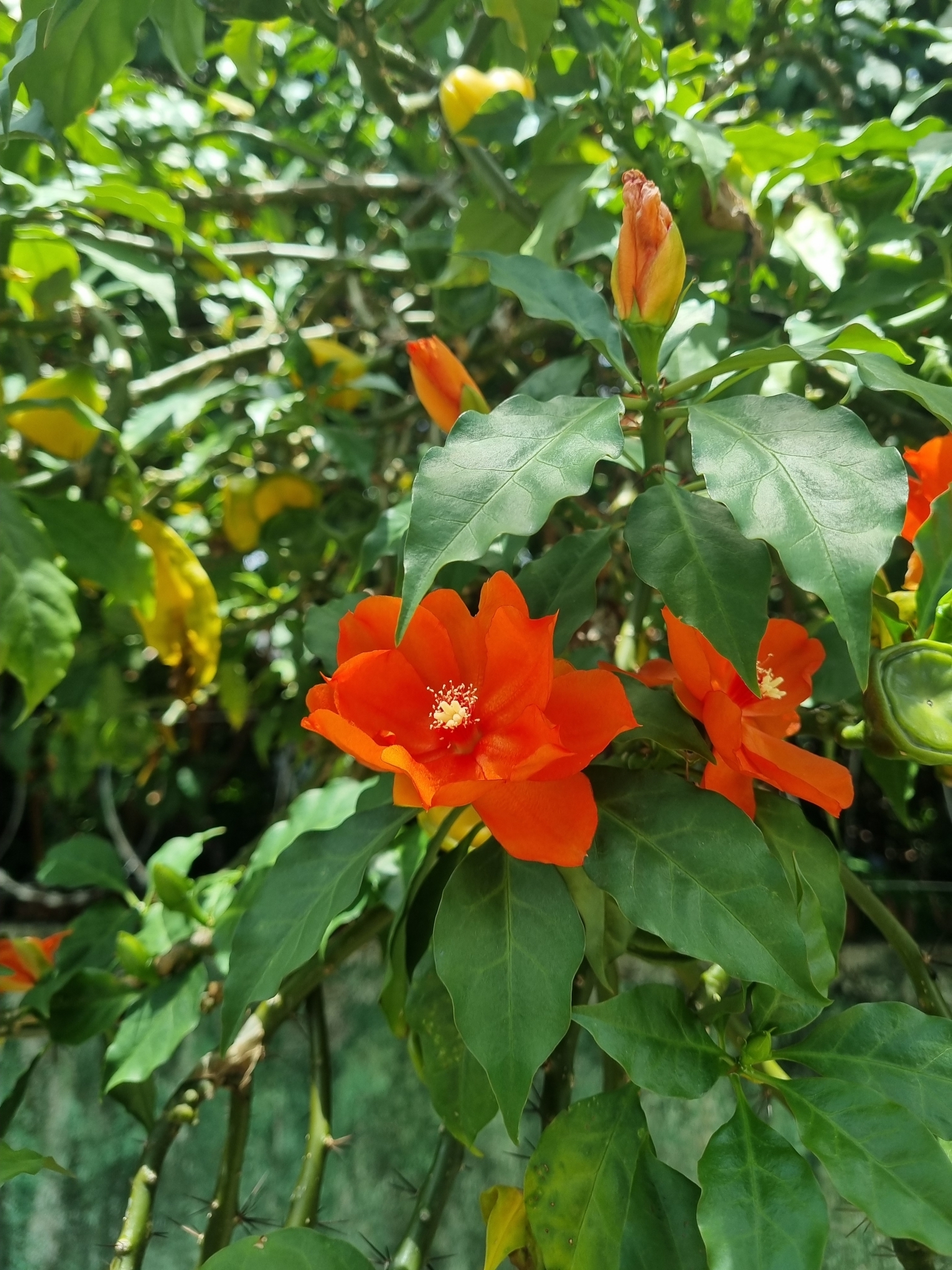 Imagem de Rosa-de-pedra