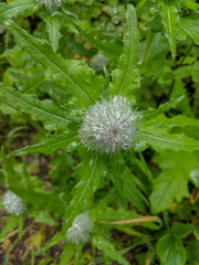 Cirsium brevistylum