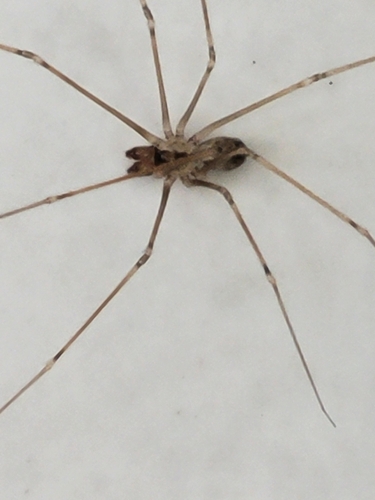Short-bodied Cellar Spider photo 3