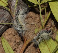 Bombycomorpha bifascia