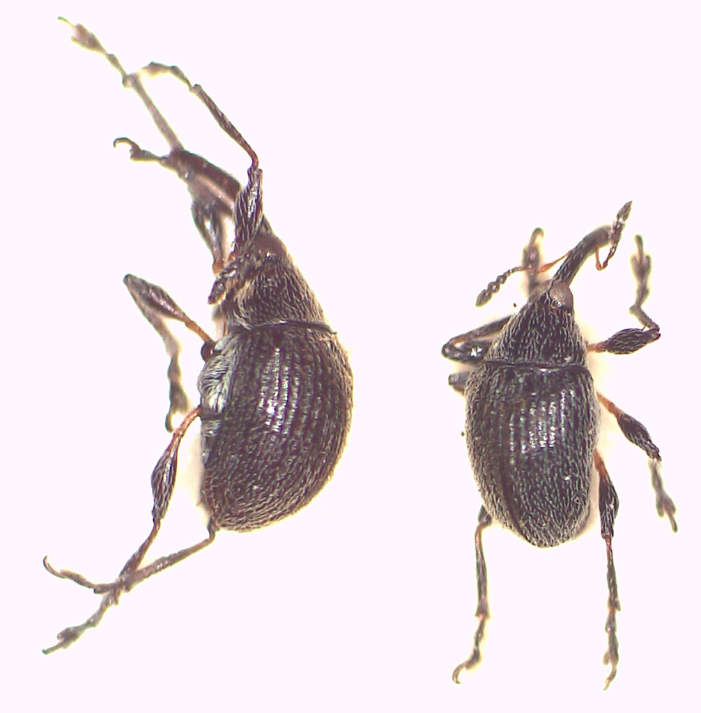 Austronanodes alleni