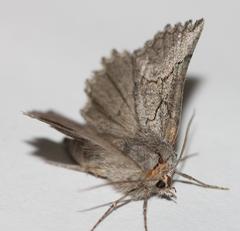 Drepanogynis interscripta