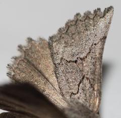 Drepanogynis interscripta