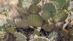 Opuntia engelmannii var. engelmannii