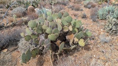 Opuntia engelmannii var. engelmannii