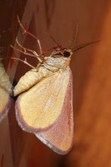 Eucrostes rufociliaria