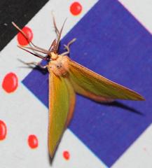 Eucrostes rufociliaria