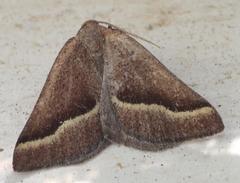 Hemixesma anthocrenias