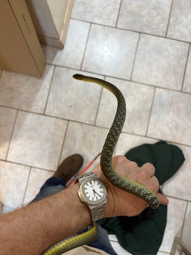 Common Tree Snake sighting