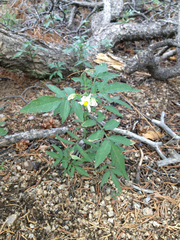 Solanum jamesii