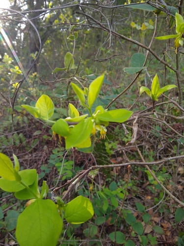 Image of Dirca occidentalis by no rights reserved