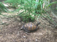 Terrapene carolina