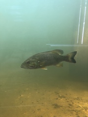 Micropterus dolomieu