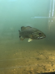 Micropterus dolomieu