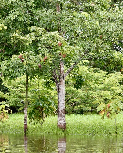 Pachira aquatica - Leaves