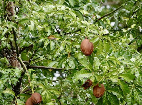Pachira aquatica - Whole tree