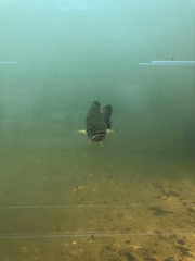 Micropterus dolomieu