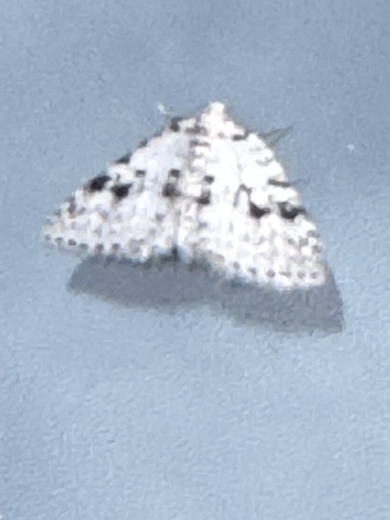 Venusia obsoleta