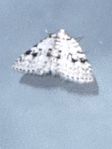 Venusia obsoleta