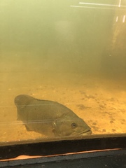 Micropterus dolomieu