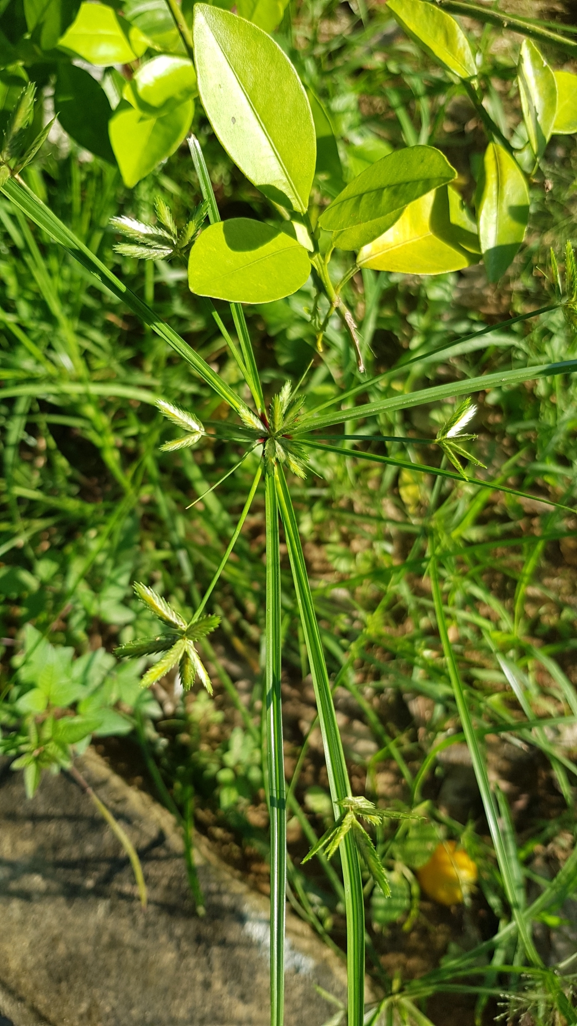 Cyperus compressus (Cyperus compressus)