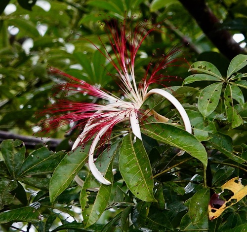 Pachira aquatica - Leaves