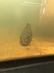 Micropterus dolomieu