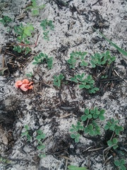 Indigofera procumbens