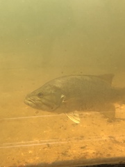 Micropterus dolomieu