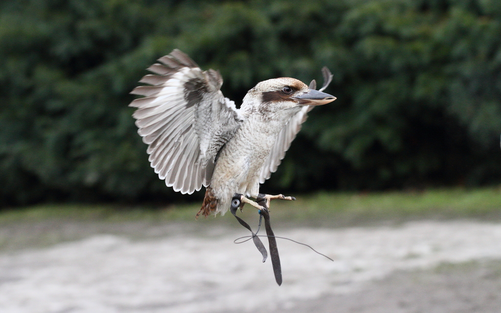 Laughing Kookaburra
