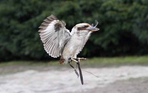 Laughing Kookaburra, photo 7 of 10