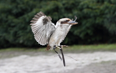 Laughing Kookaburra photo 1