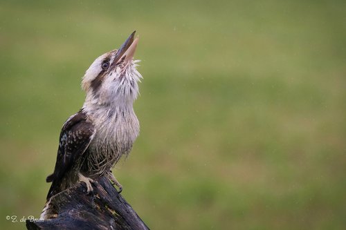 Laughing Kookaburra, photo 6 of 10