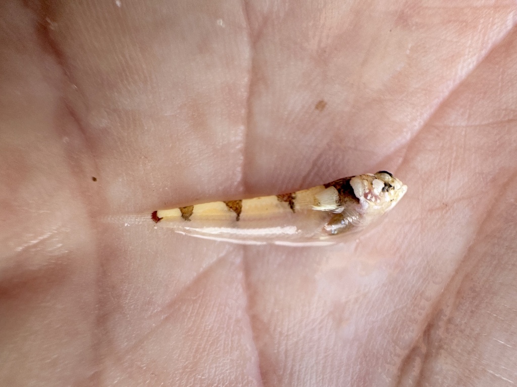 Warteye stargazer (Gillellus uranidea) — Dactyloscopidae