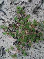 Adenogramma glomerata