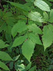 Aruncus dioicus