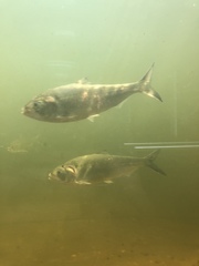 Alosa sapidissima