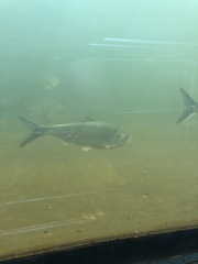 Alosa sapidissima