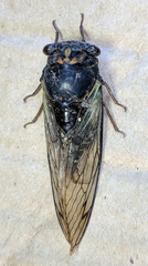 Neotibicen lyricen engelhardti